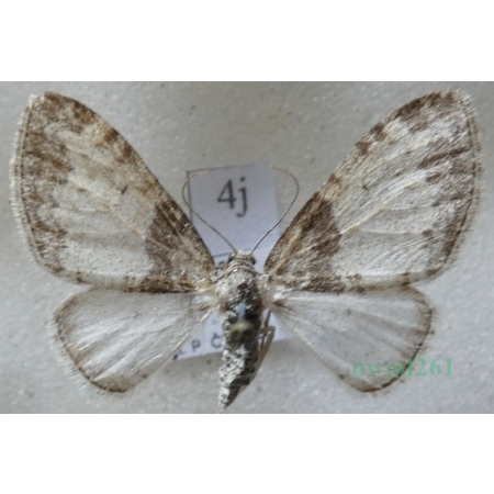 Lobophora halterata (Hufnagel, 1767) Płatynka osikówka Czech4j